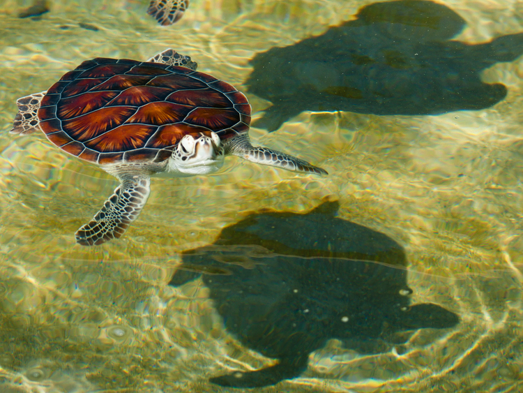 Grand Cayman site de rencontre
