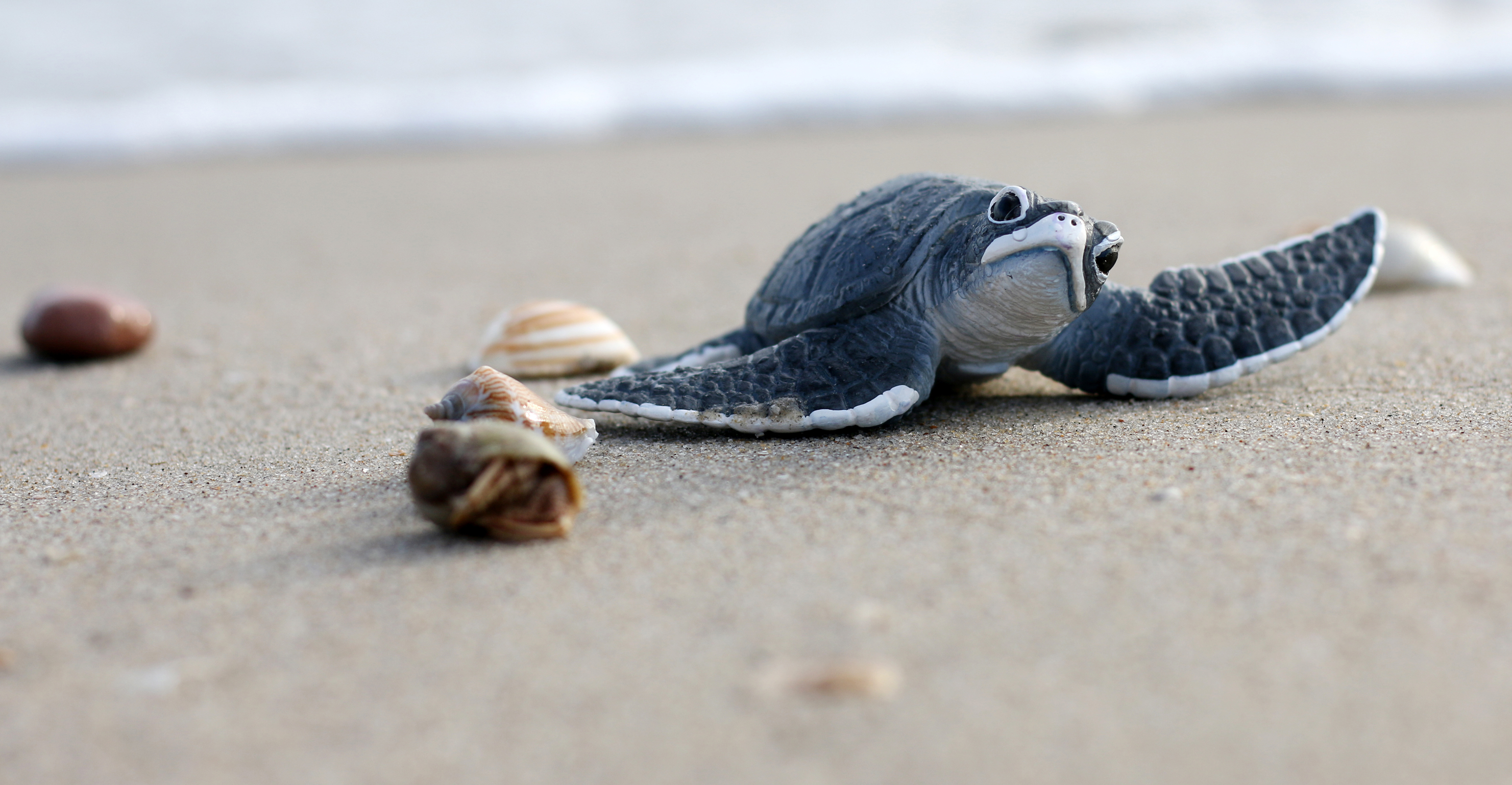 Discovering Brazilian Nature Praia Do Forte And The Tamar Project Costa Cruises